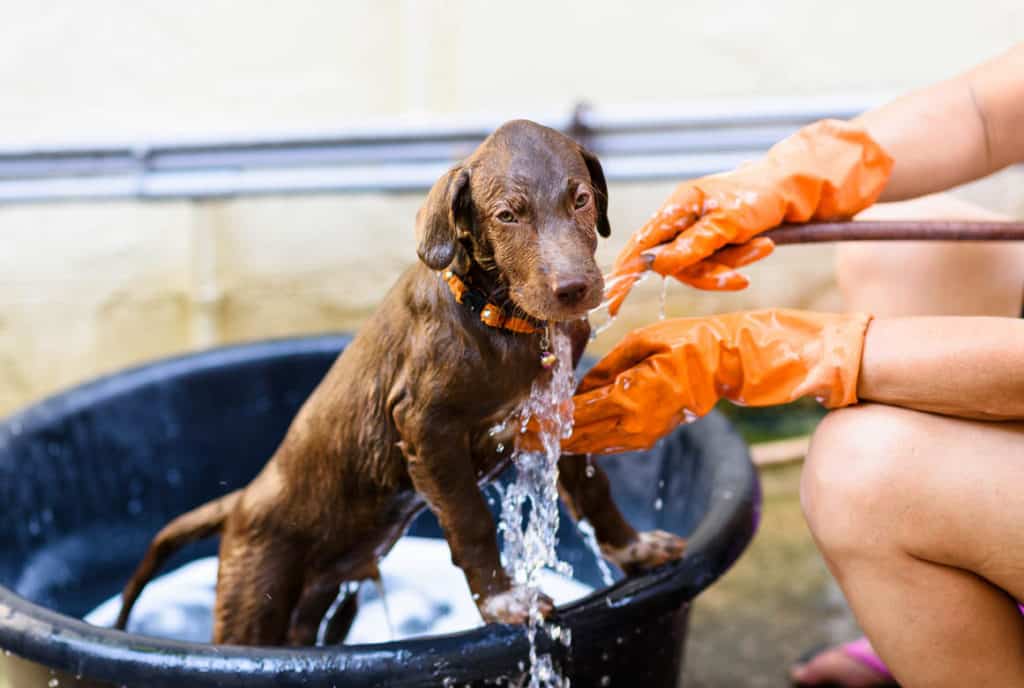 A Dog is Being Bathed Outdoors in a Tub
