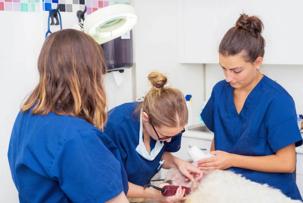 Groomers Shaving a Dog