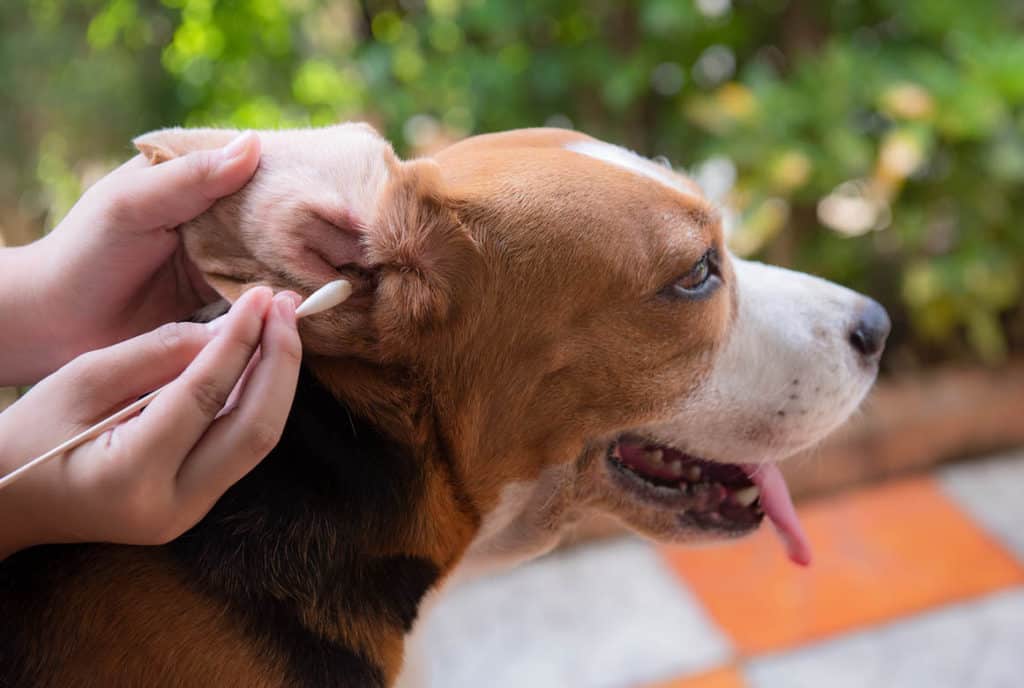 A Dog Getting Ear Care