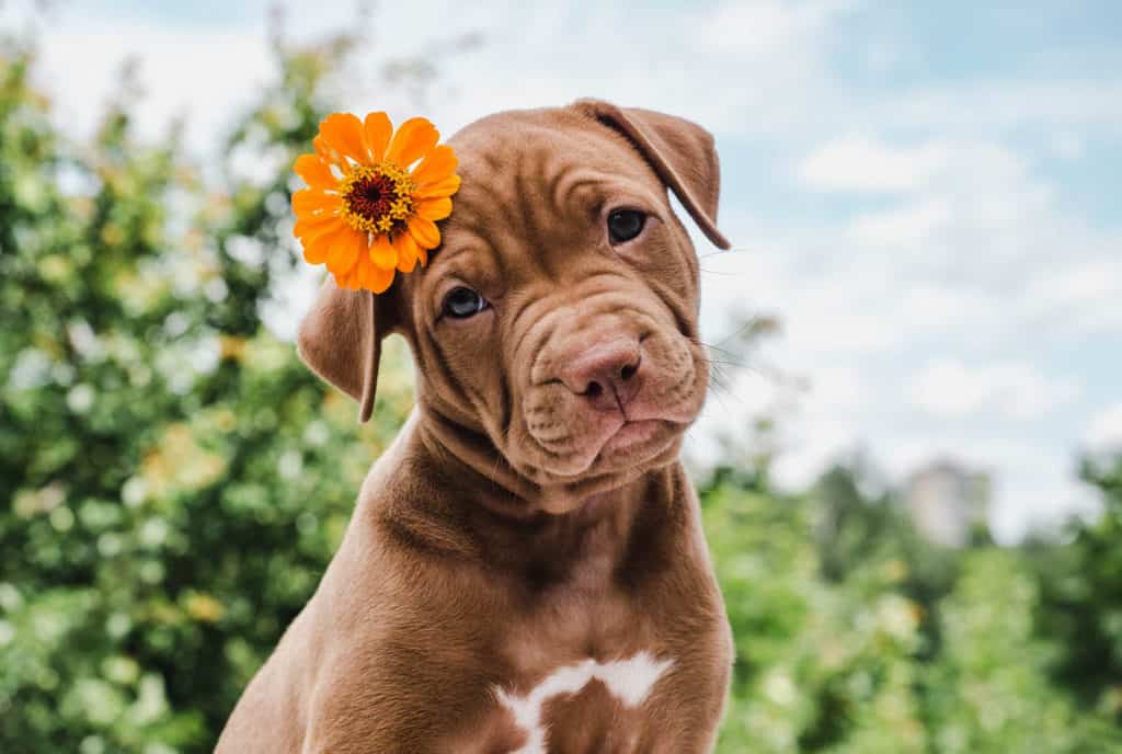 A Cute Dog with a Flower in Her Hair