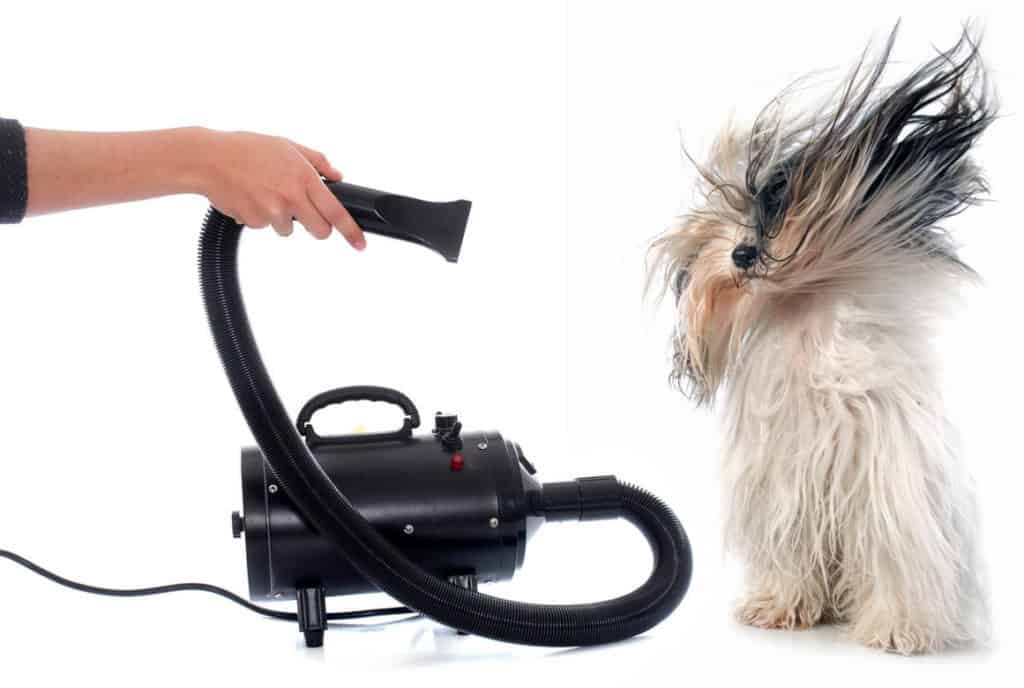 A Dog Being Blow Dried with a Portable Drier