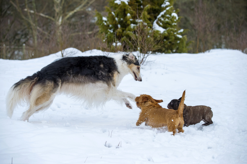 Three Dogs Playing in the Snow