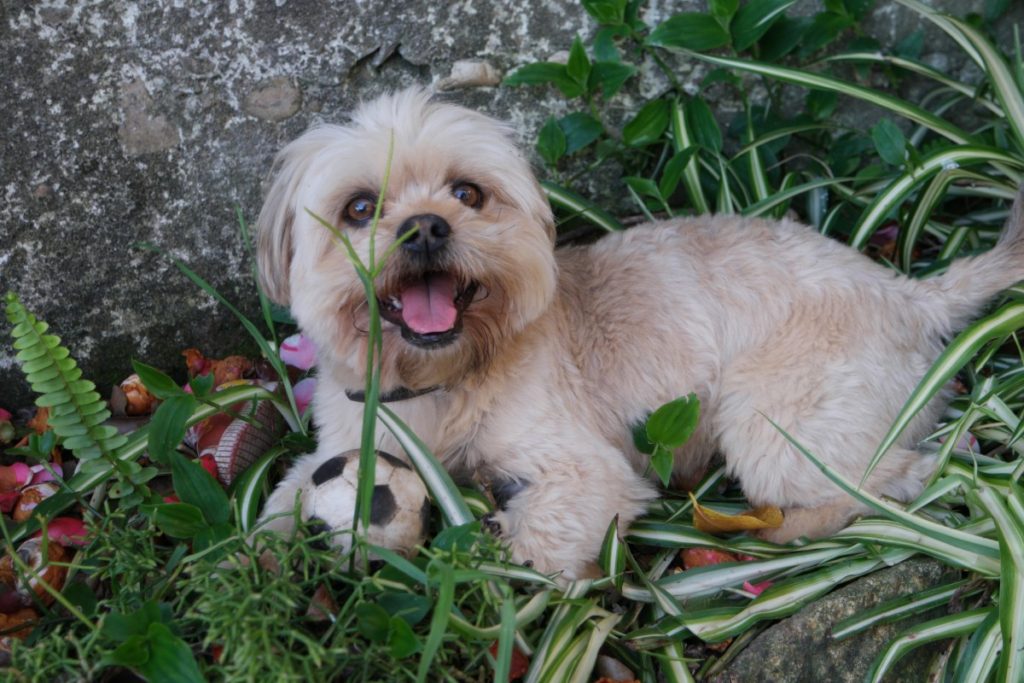 A Cute Pup in the Grass