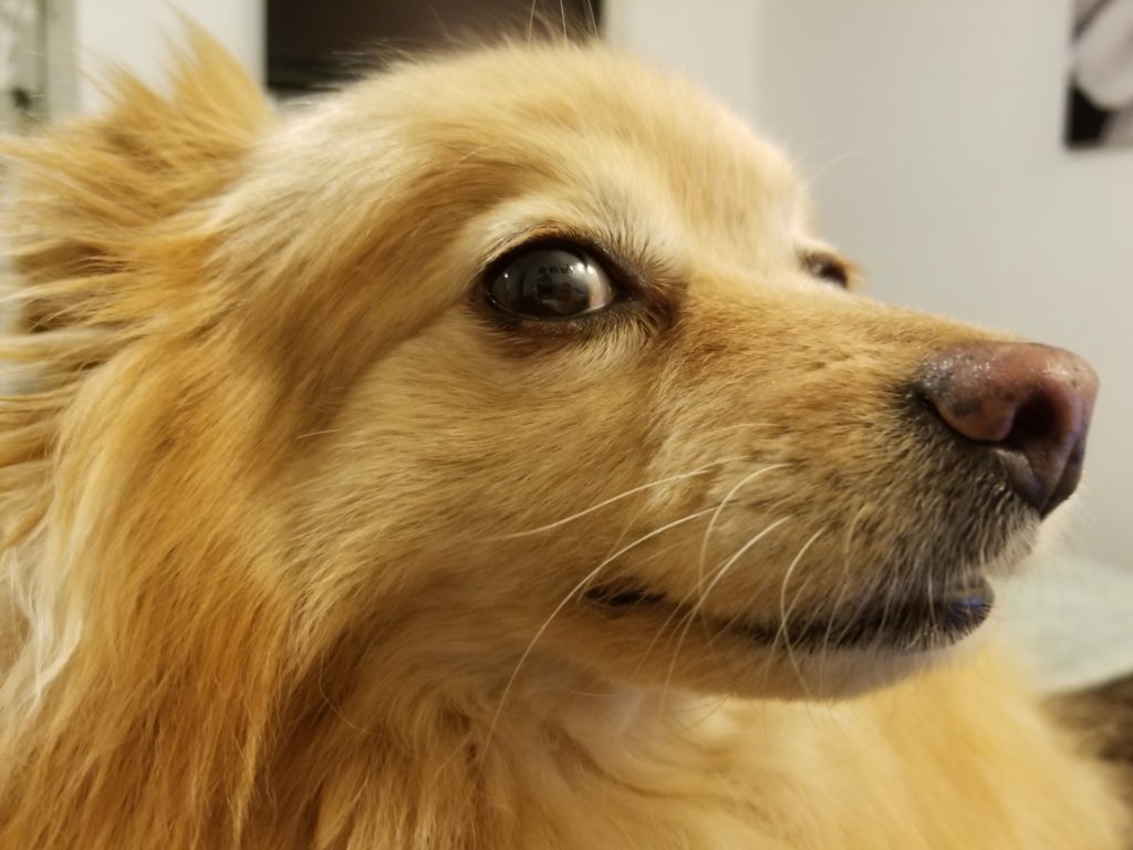 A Close-up of a Nervous Pomeranian