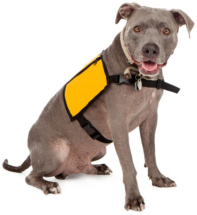 can a dog use a harness for canine good citizen